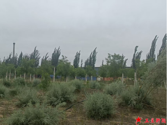 宁夏企业及垃圾侵占破坏白芨滩保护区追踪